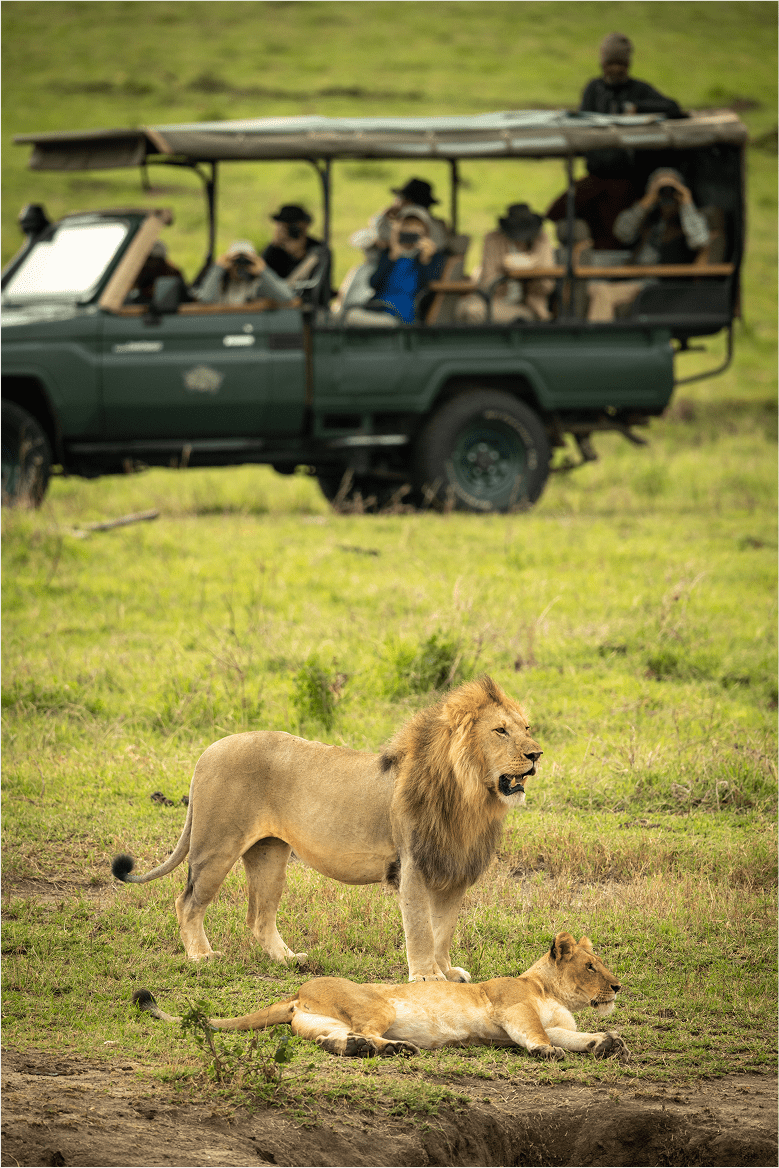 León macho enseñando los dientes junto a una leona