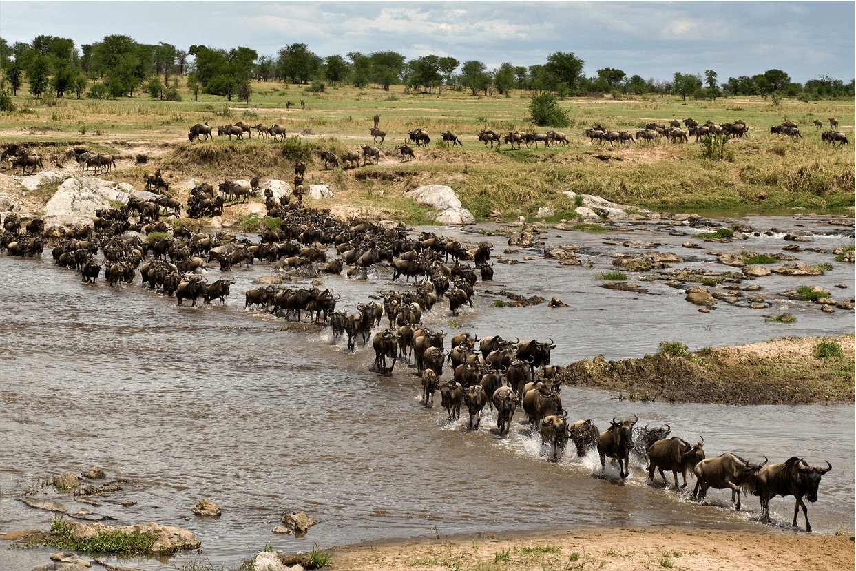 Ñus cruzando el río Mara en el Serengeti, Tanzania