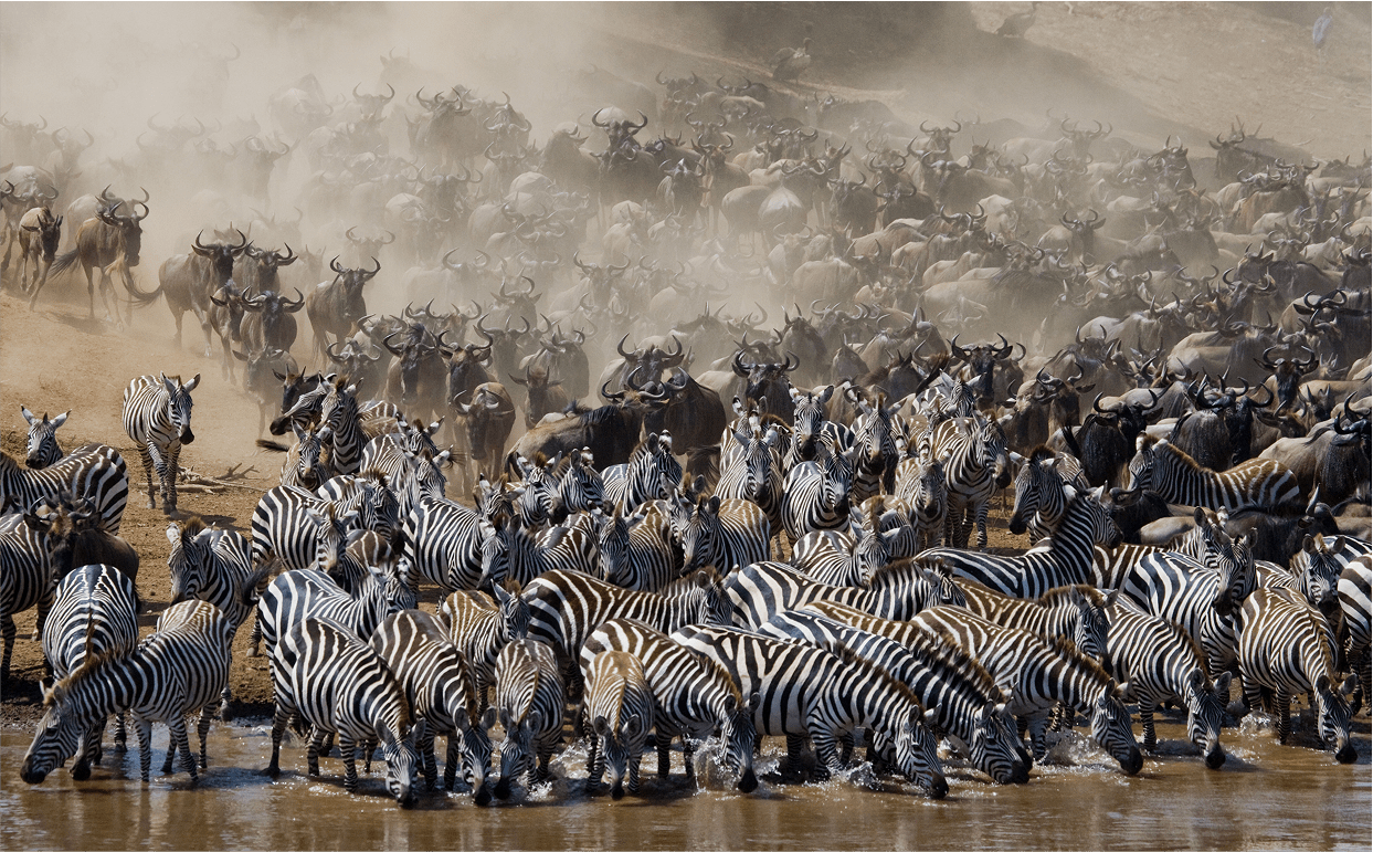Ñus cruzando el río durante la gran migración