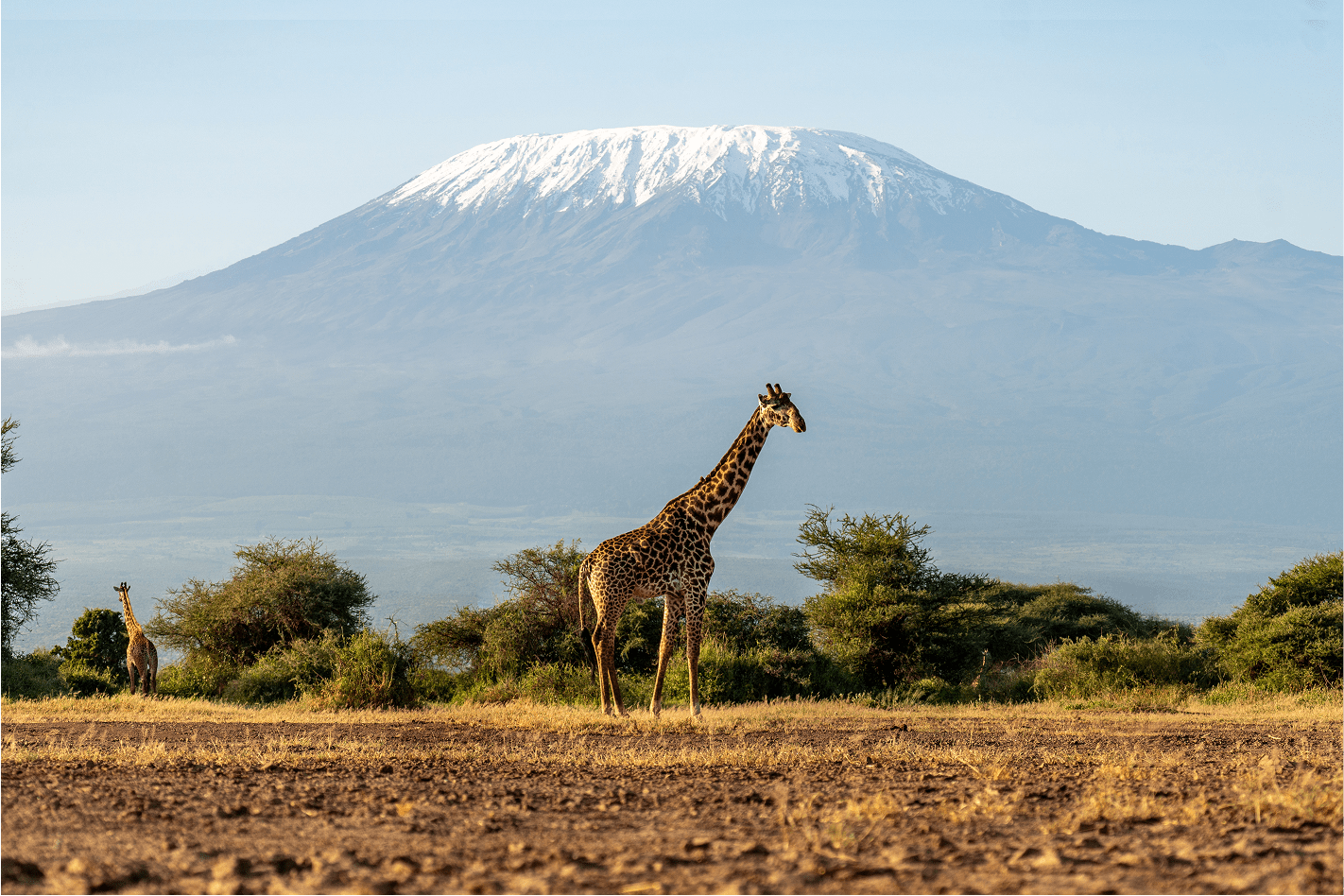 Jirafa con el monte Kilimanjaro al fondo