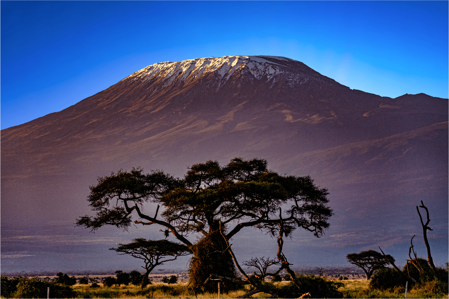 Monte Kilimanjaro con un árbol de acacia en primer plano
