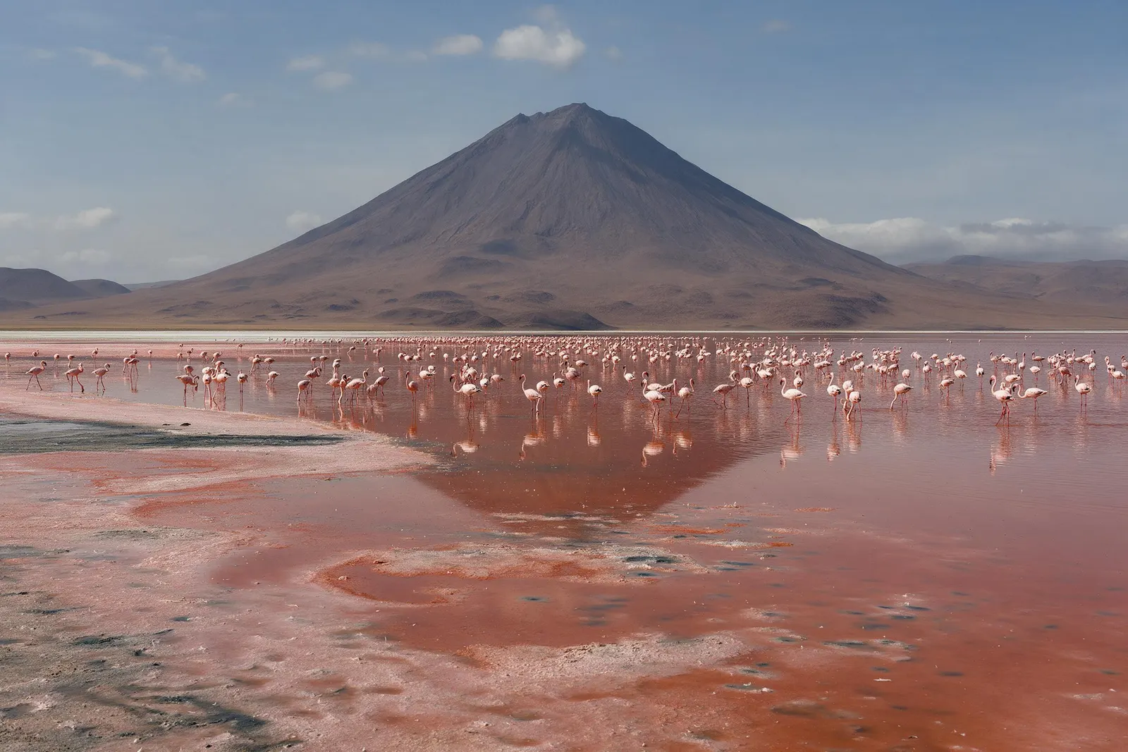 Flamencos en el lago Natron con el volcán Ol Doinyo Lengai al fondo
