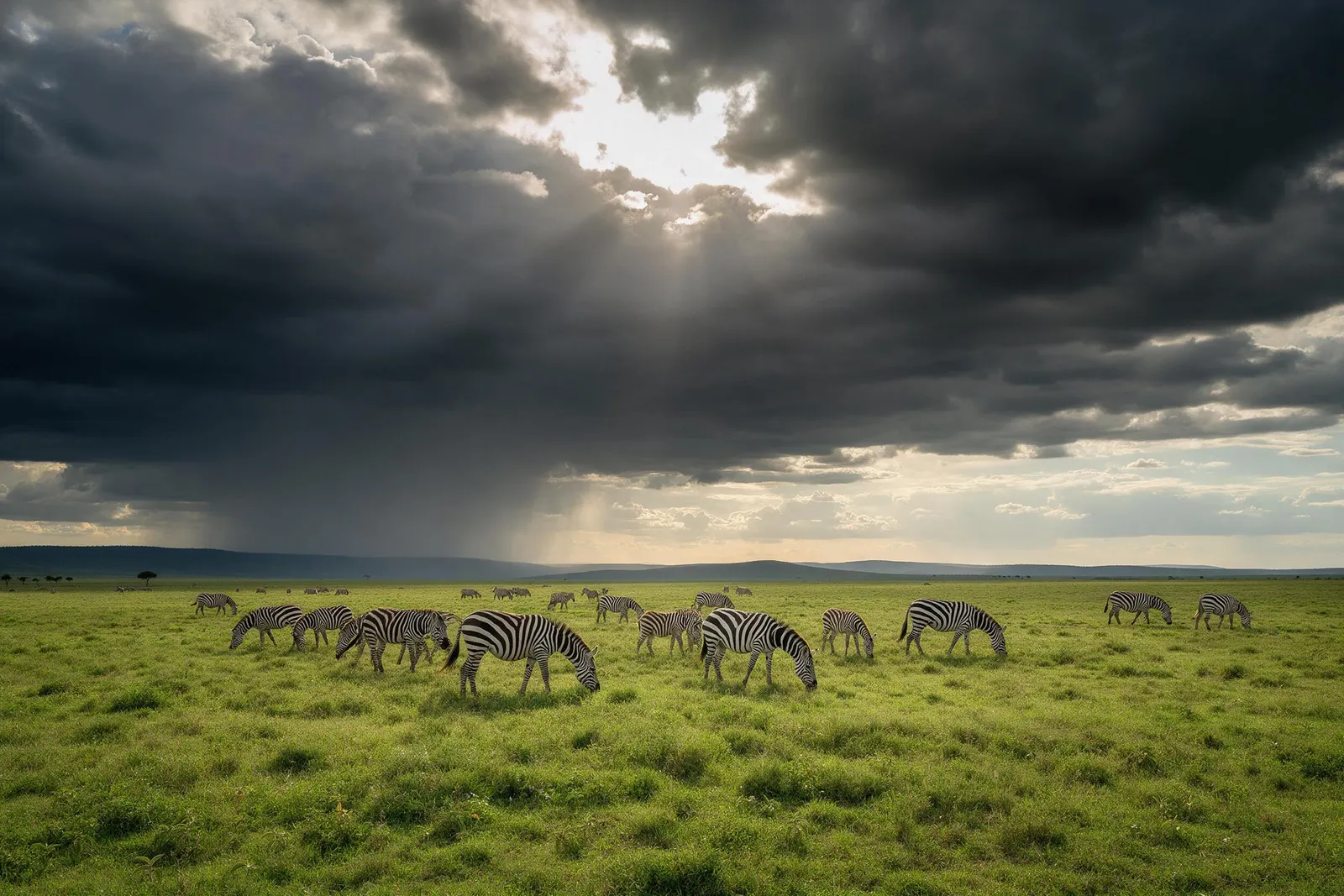 Cebras pastando en el Serengeti durante la temporada verde, bajo nubes de lluvia