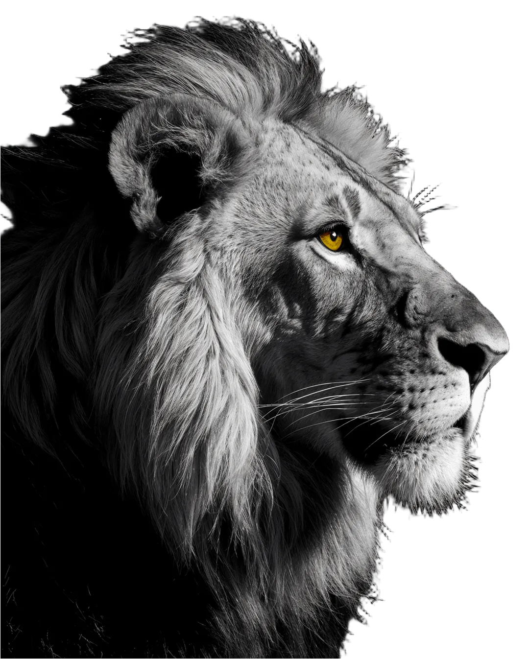 León africano de perfil