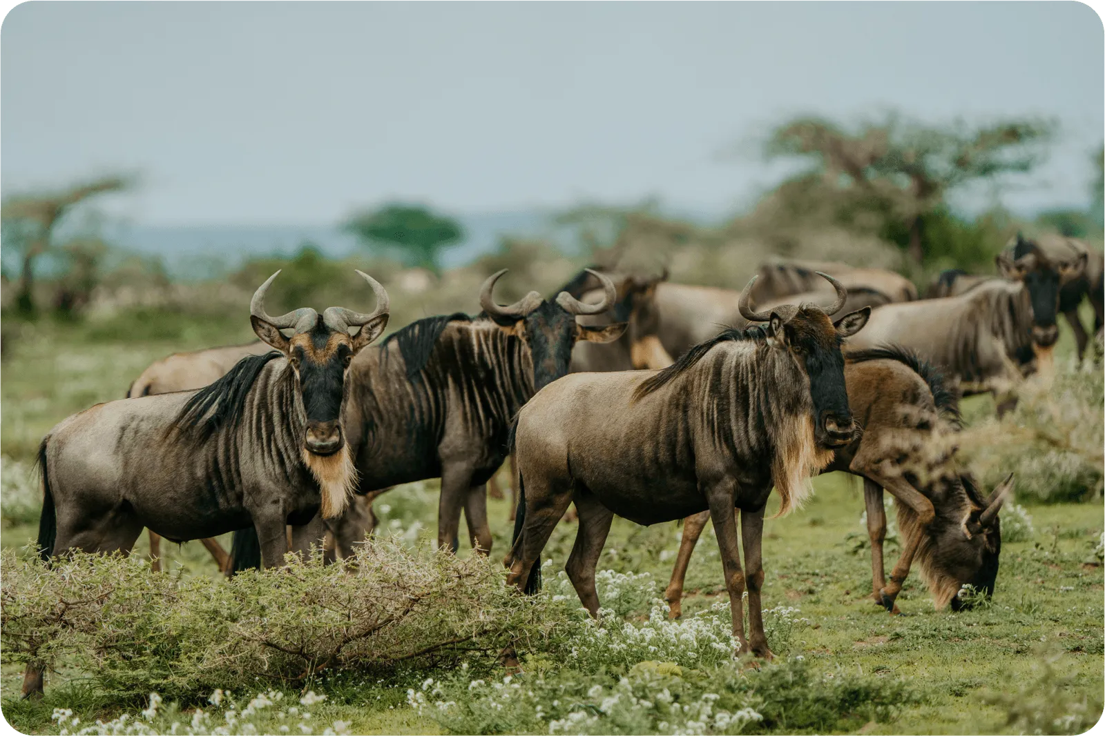 Manada de ñus en las llanuras del Serengeti