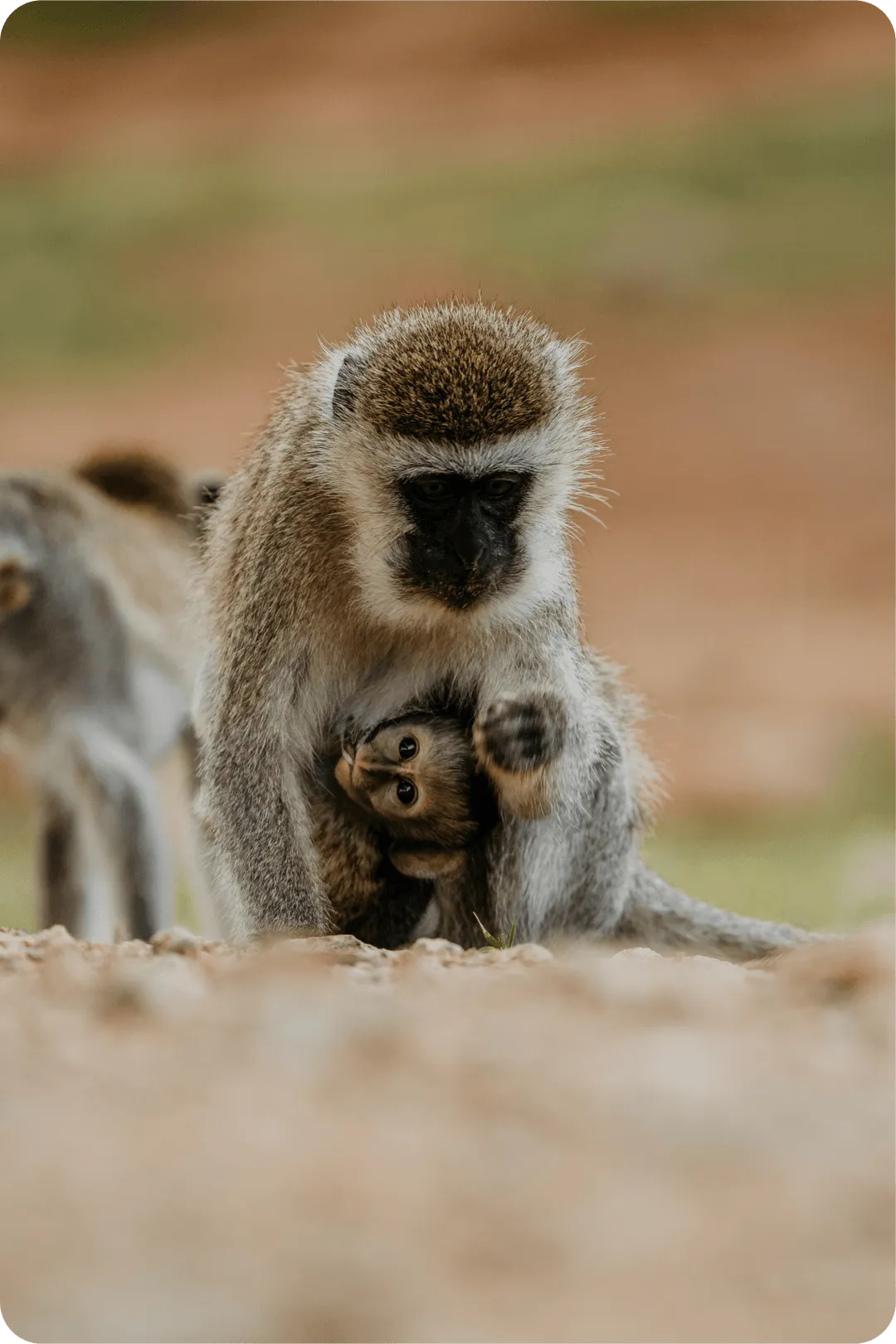 Mono vervet con su cría en la sabana de Tanzania